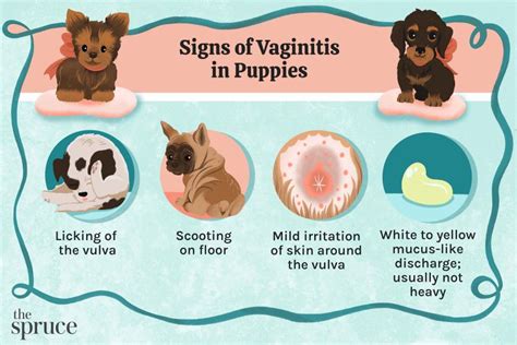 scheidenpups|Causes of Vaginal Discharge in Puppies .